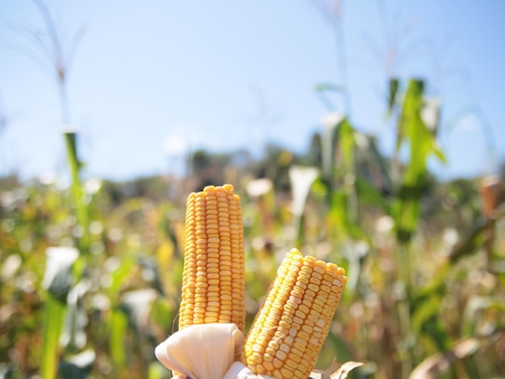 Inoculante reduz uso de nitrogênio em milho e aumenta produtividade em mais de 100%