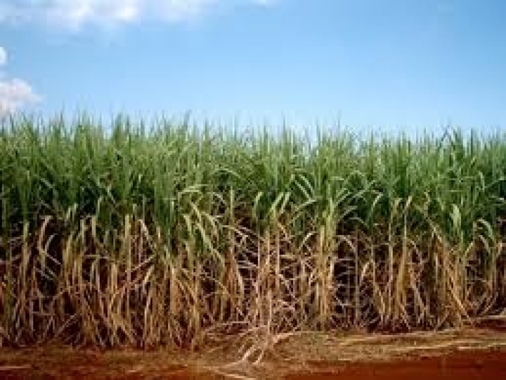 Coaf fecha parceria com multinacional para irrigação de canaviais no NE