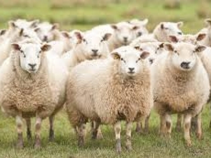 Dia de campo no IZ sobre Alimentação de ovinos na seca