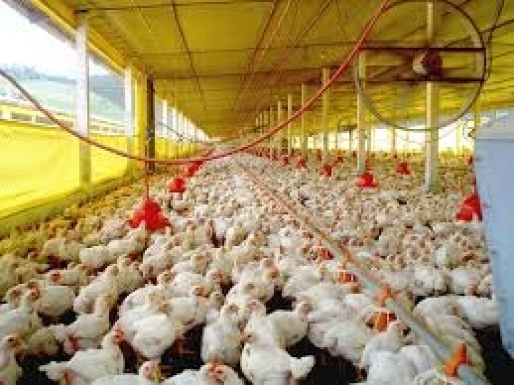 Exportações de carne de frango mantém alta de 5,8% em 2019