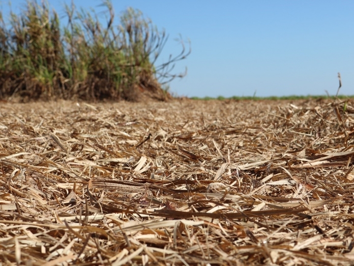A remoção da palha de cana-de-açúcar pode dobrar a demanda de fertilizantes