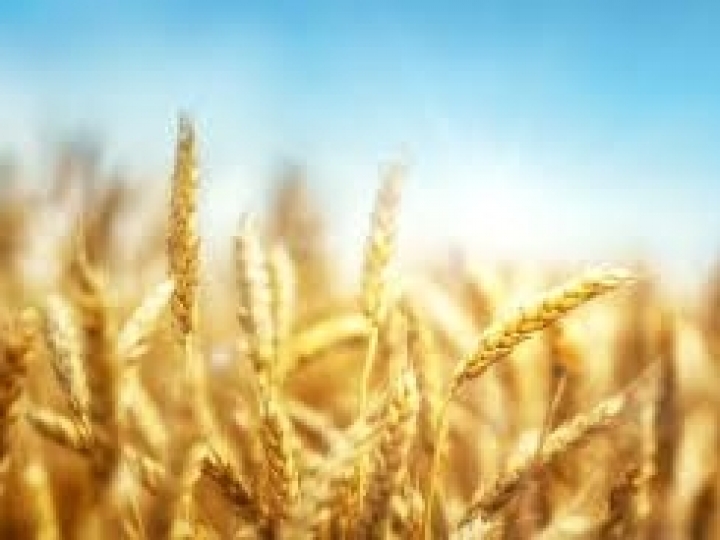 Trigo: estado de São Paulo estima produção de 220t