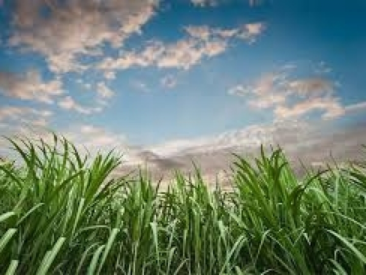 Biosev apresenta números otimistas