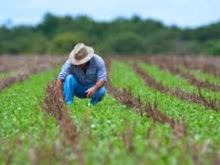 Governo faz ajustes nas regras do Programa de Seguro Rural 2020