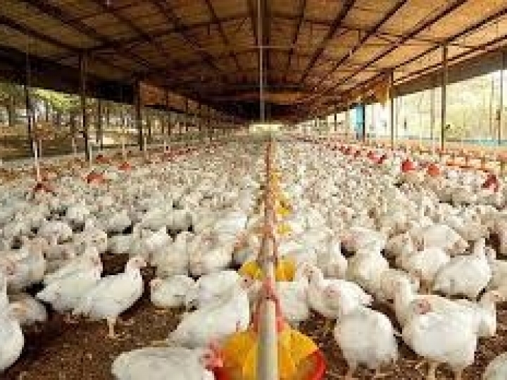 Avicultura paulista ganha investimento de quase R$ 1 bi 