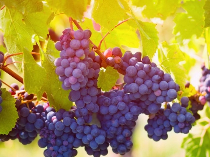 Brasil autoriza importação de uva e alho do Egito