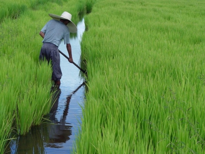 Grupo Pitangueira recebe Selo Ambiental da Lavoura de Arroz