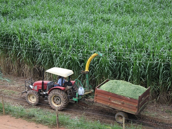 Versátil, capim pode ser usado no cocho ou na forma de silagem. Foto: Marcos Lafalce