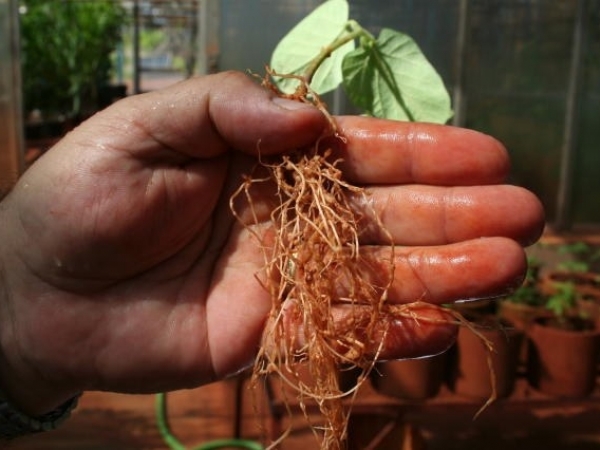 Raiz de soja afetada por nematoide – Foto: Ministério da Agricultura