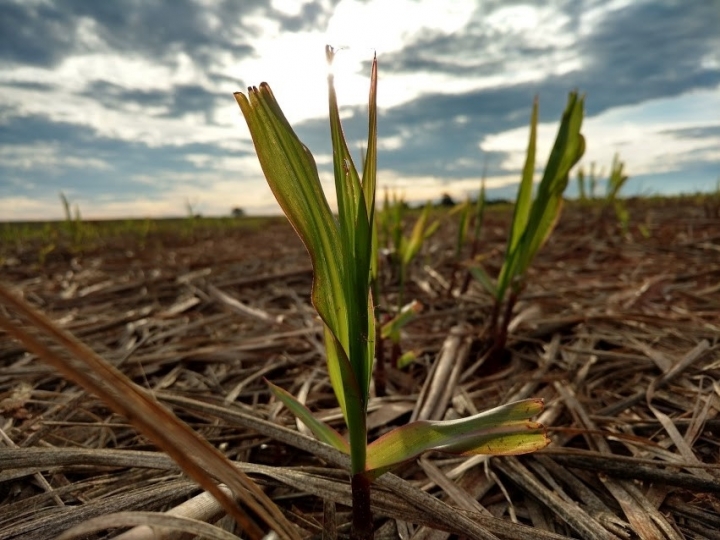 Uso da palha da cana para gerar bioenergia requer critérios