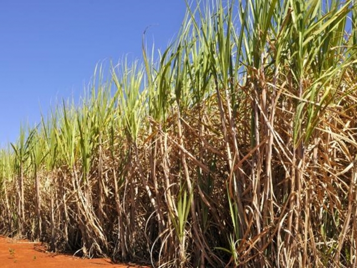 Chineses estudam investir em quatro plantas de açúcar no Brasil
