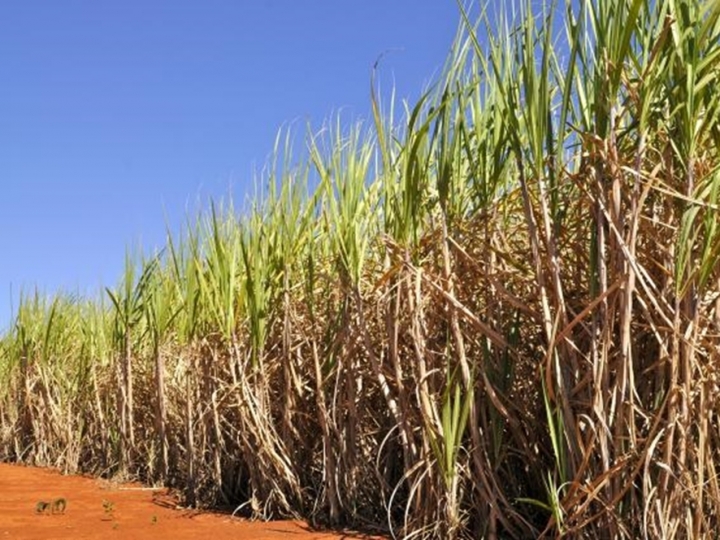 Longevus Soca, associado à vinhaça em aplicação na linha da cana, gera alta produtividade e revitalização do solo