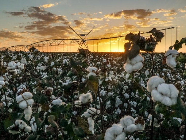 Irrigação transforma lavoura de algodão no Mato Grosso