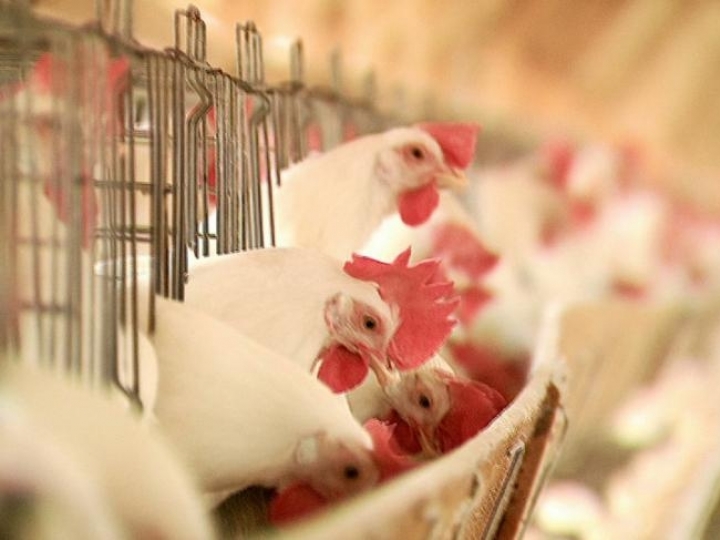 Seguro avícola inédito é assinado no Ministério da Agricultura