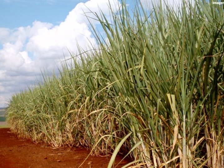 Produção de cana em AL volta a crescer 