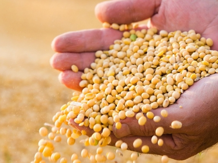 Plantio de soja 2019/20 no Paraná atinge 79%; milho verão, 96%