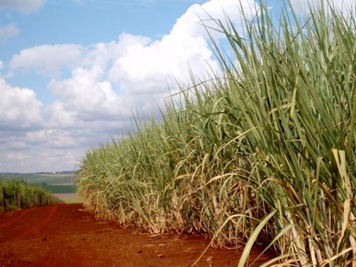 Plantio de cana vai ter crédito para irrigação