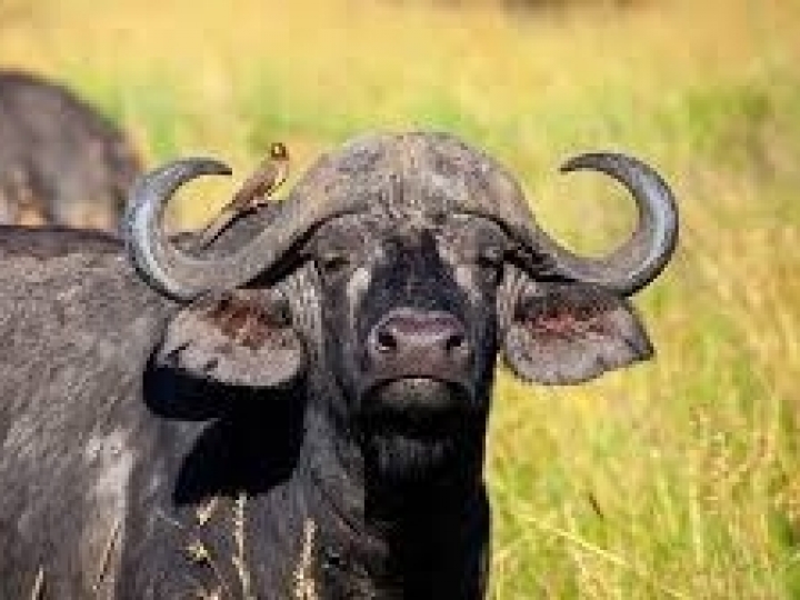 Empresa indiana busca na Secretaria de Agricultura conhecimento em transferência de embriões de búfalas