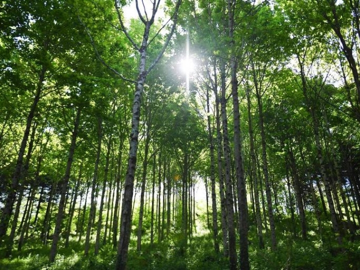 Máquina de plantar florestas é esperança ante dados sobre desmatamento