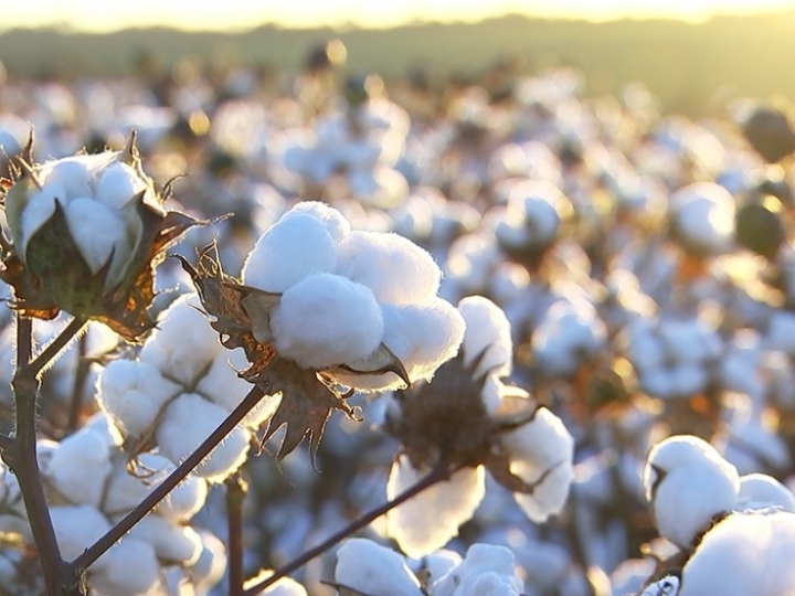 ANEA projeta recorde histórico para o algodão