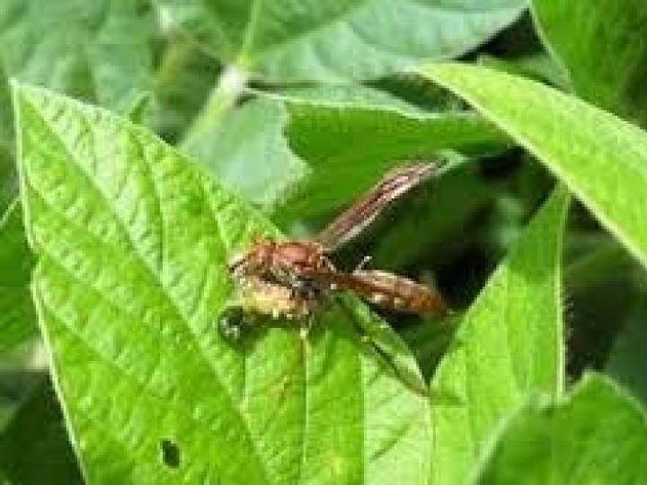 Vespa e novo defensivo para combater pulgão têm registro publicado