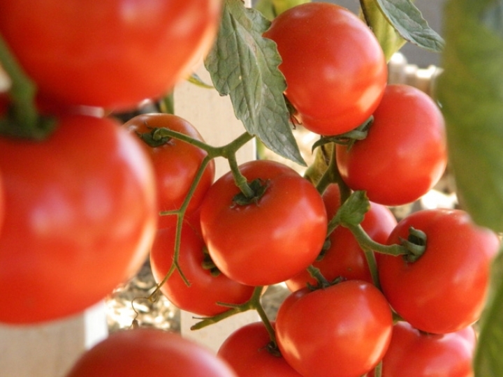 Novo método funciona como vacina para controle de viroses em tomateiro
