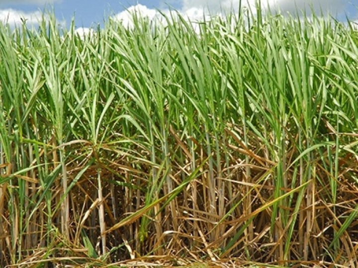 BP e Bunge concluem a formação da joint venture  