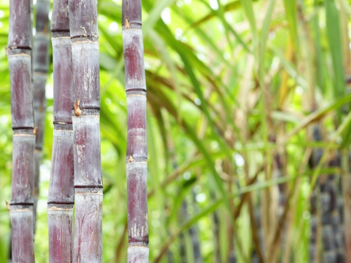 Corteva Agriscience lança o Programa Intec Cana