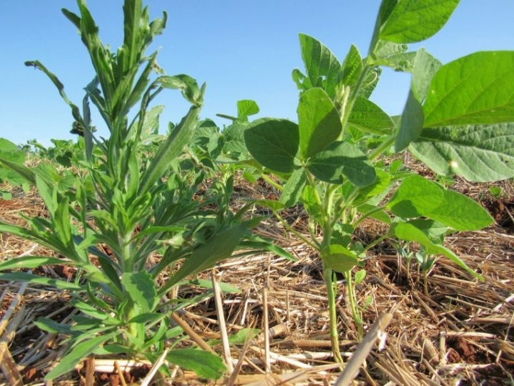 Plantas daninhas podem gerar prejuízos de até 80% 