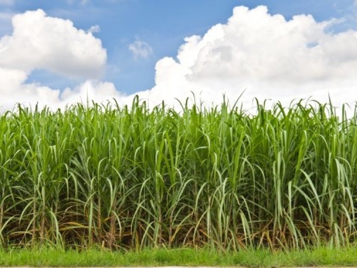 Moagem acumulada até nov ultrapassa safra 2018/2019