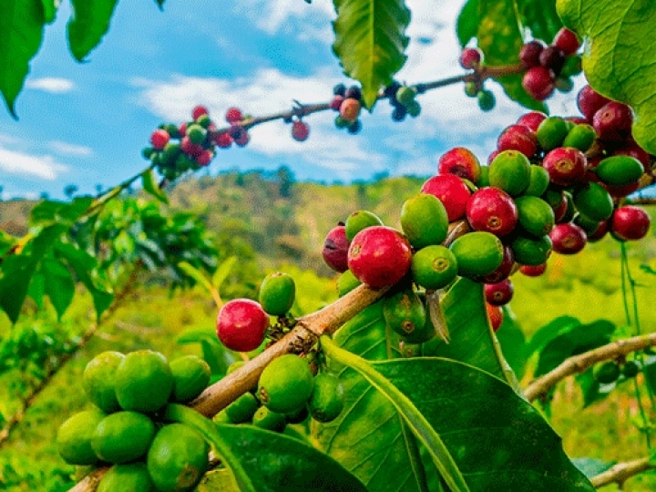 Syngenta é pioneira em rastreabilidade com tecnologia blockchain