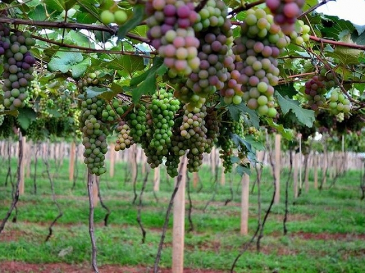 Primeiro espumante de uvas Sangiovese do Brasil 