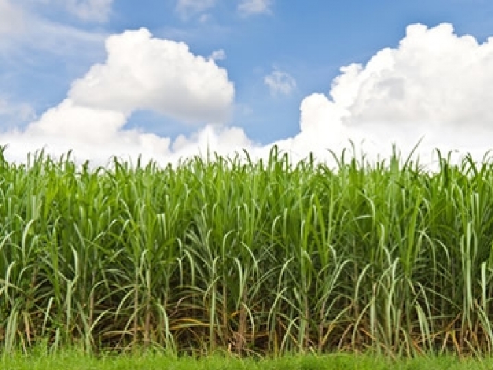 Syngenta inaugura plantio comercial de tecnologia inovadora para cana-de-açúcar