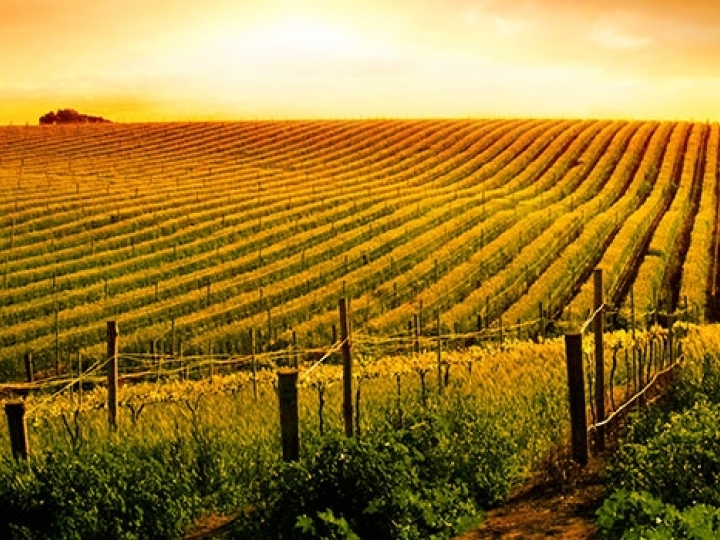 Valor da Produção Agropecuária de 2019 atinge recorde de R$ 630,9 bilhões