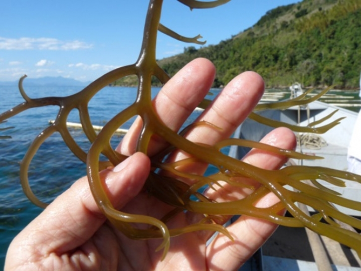 Algas marinhas apresentam efeitos benéficos ao sistema digestivo humano