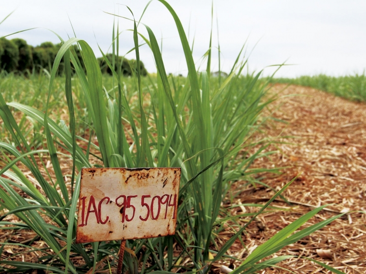 IAC orienta sobre os benefícios da irrigação na cana-de-açúcar