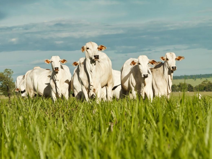 Evento em MT reúne elos da cadeia pecuária