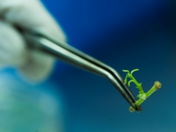 Foto: Pesquisa FAPESP