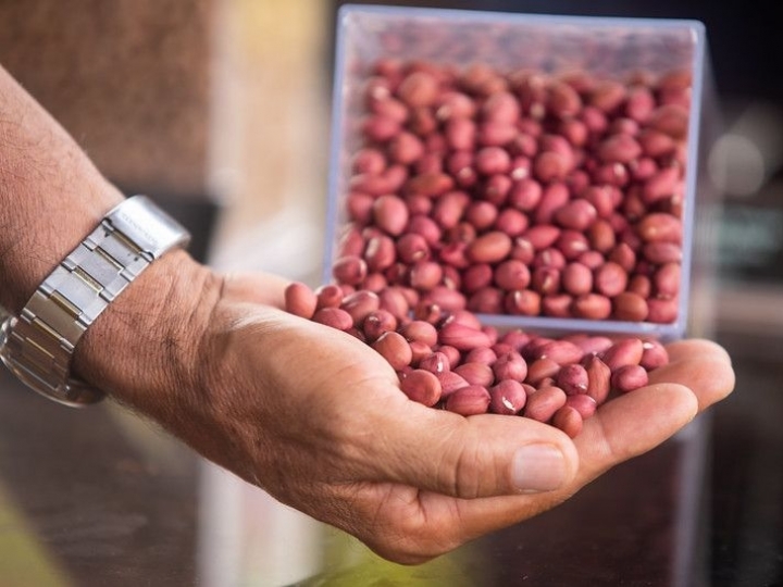 Discussão sobre a genética e tecnologia do amendoim para o Oeste paulista