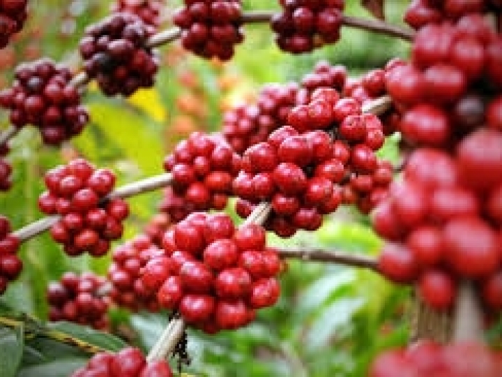 Produção de café exige motores que se adequem a variações energéticas