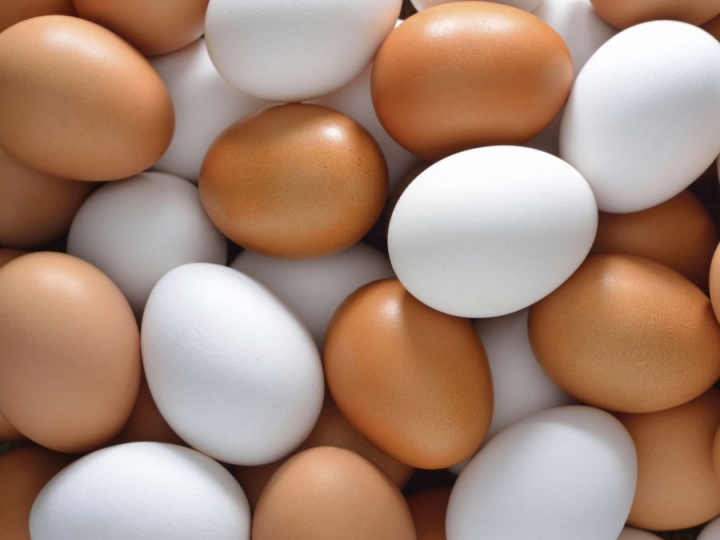 Ovos de galinhas livres de antibióticos
