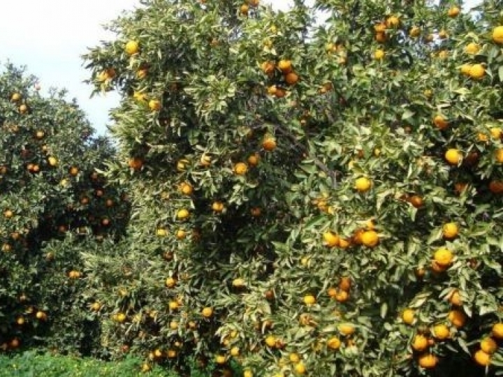 Cana e laranja estabilizam, grãos devem ter aumento de produção e produtividade