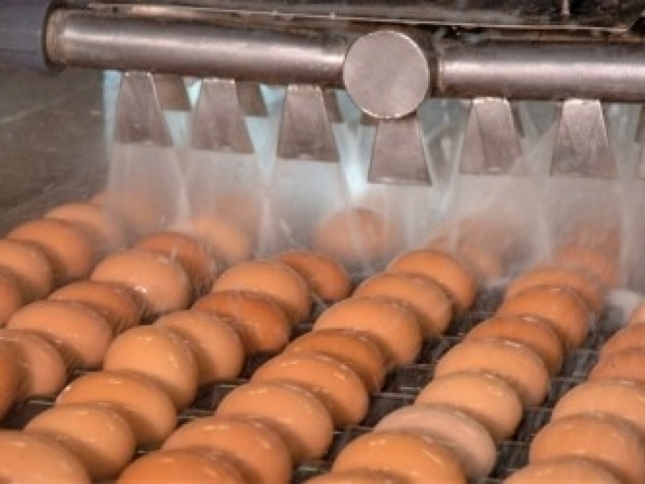 Biofilme pode dobrar prazo de validade do ovo