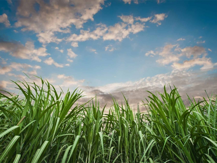 Biosev atinge 1,4 bilhão no EBITDA ajustado