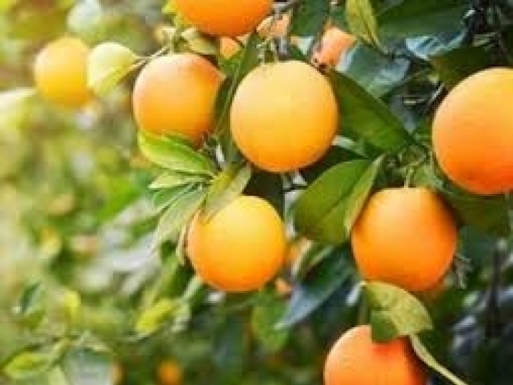 Preços mínimos da laranja, trigo e arroz 