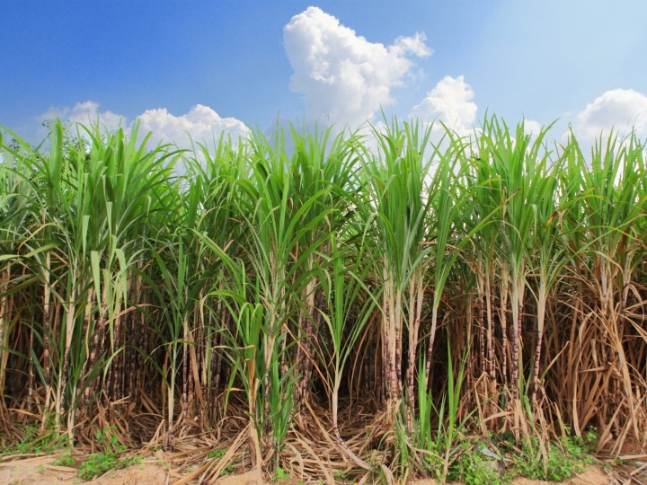 Corteva Agriscience marca presença na Abertura de Safra Cana