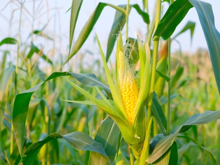 Clima prejudicou produção do milho no Sul 