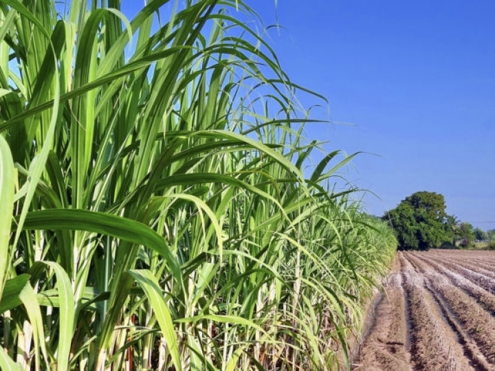 Cana: em crise, setor pede uso de produto como garantia em empréstimo