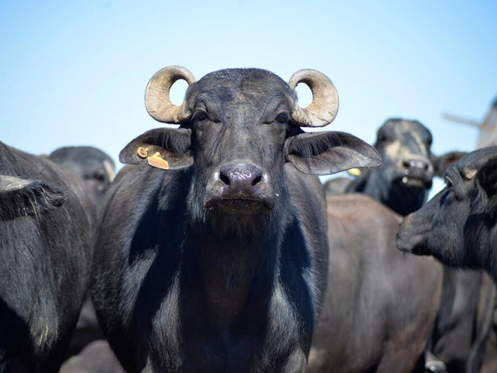 Novo método de identificação de fraude de leite de búfalas e bovino em derivados