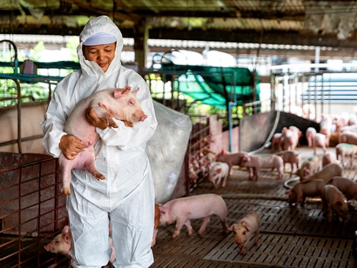 Pandemia reforça importância dos cuidados sanitários na produção animal